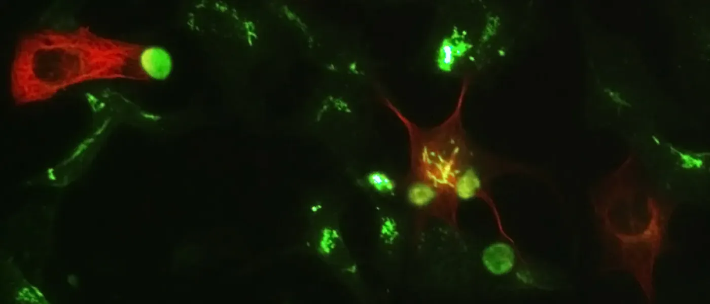 Various small cells as seen through a microscope